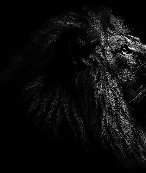 Majestic black and white lion portrait wallpaper 4K HD showing powerful male lion in dramatic side profile against dark background