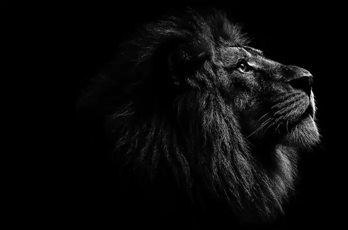 Majestic black and white lion portrait wallpaper 4K HD showing powerful male lion in dramatic side profile against dark background