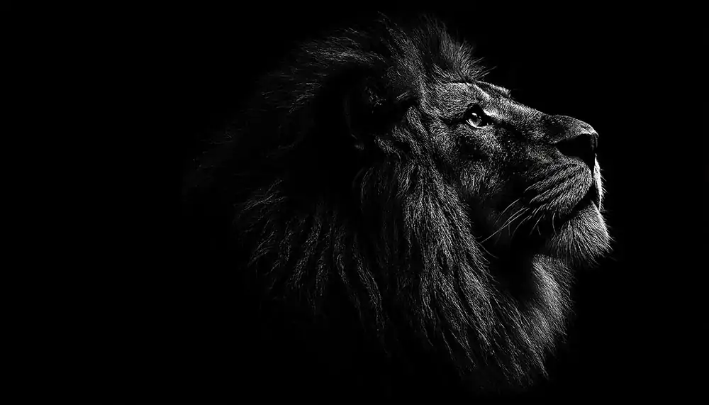 Majestic black and white lion portrait wallpaper 4K HD showing powerful male lion in dramatic side profile against dark background