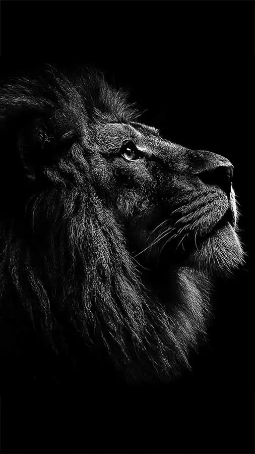 Majestic black and white lion portrait wallpaper 4K HD showing powerful male lion in dramatic side profile against dark background for phones