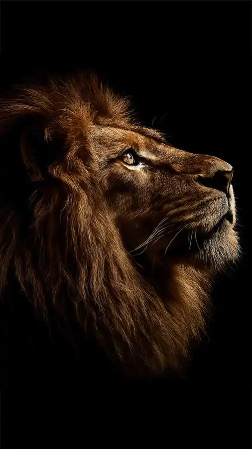 Fonds d'écran de lion doré époustouflants en 4K et HD à télécharger gratuitement. Portrait majestueux de lion brun aux yeux perçants, roi de la jungle pour ordinateur de bureau et mobile.